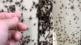 ‘Look at them all!’: Video shows thousands of spiders covering homes in Australia amid severe rains, floods