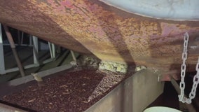 Video shows swarms of mice at Australian farm as region deals with rodent plague