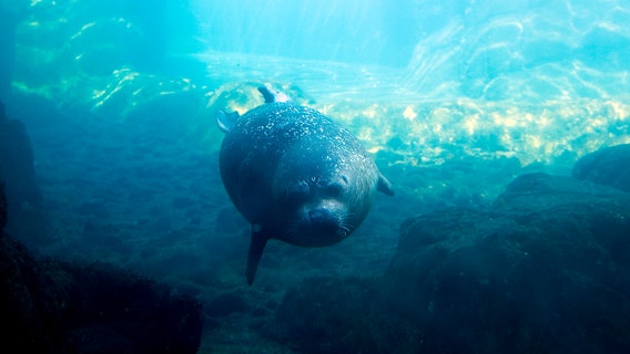Rescued harbor seal now lives at New York Aquarium