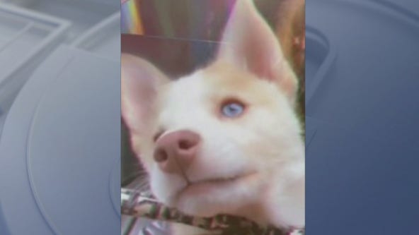 Puppy found in dumpster