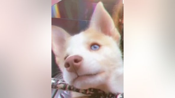 Cops: Long Island dog-sitter abandoned puppy in dumpster