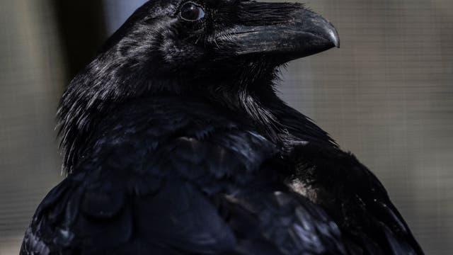 Some Costco shoppers say ravens steal their groceries