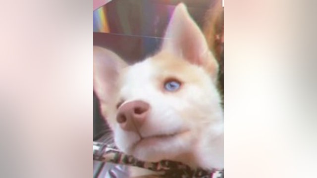 Cops: Long Island dog-sitter abandoned puppy in dumpster