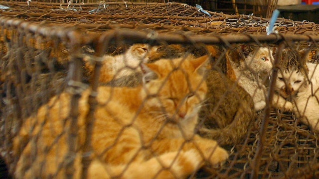 Missing cat traced to China animal meat market via GPS