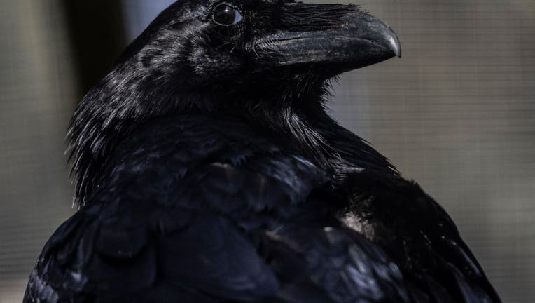 A Raven in its enclosure