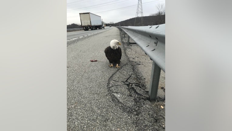 A handout photo from state police shows the injured bald eagle. (NY State Police)