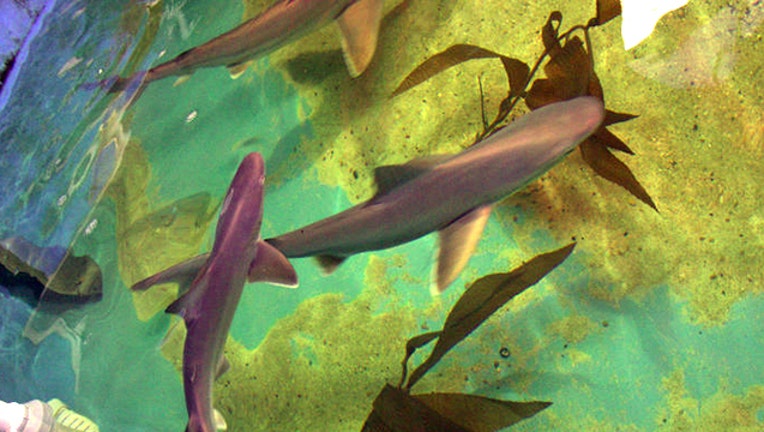 In this Aug. 23, 2017 photo provided by the NY Department of Environmental Conservation, sharks swim in a basement swimming pool in LaGrangeville, N.Y. (New York State Department of Environmental Conservation via AP)