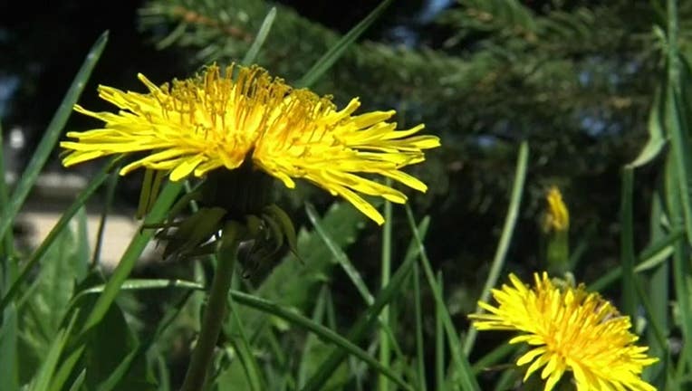 spring flowers from fox edge