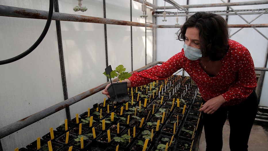 A woman wearing a mask, red shirt and dark trousers holds a small grapevine in a pot above a table of similar pots