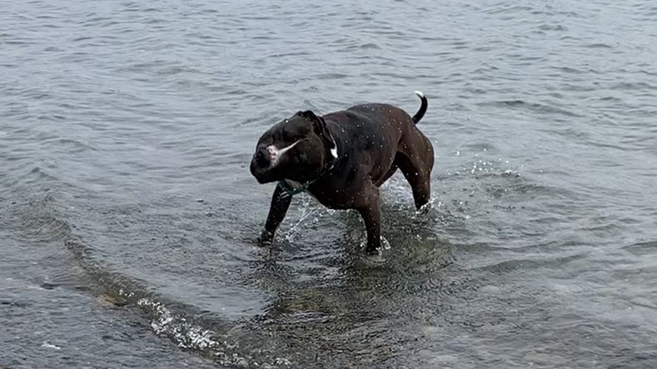 Brown and white dog splashes around a rocky beach on a lake