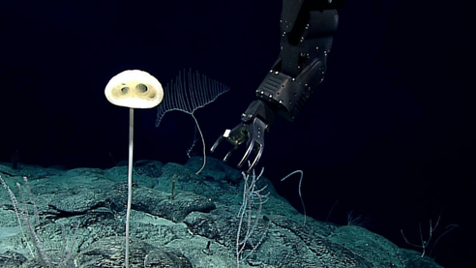 WoRMS-Top-Ten-2020-Advhena-magnifica.png
