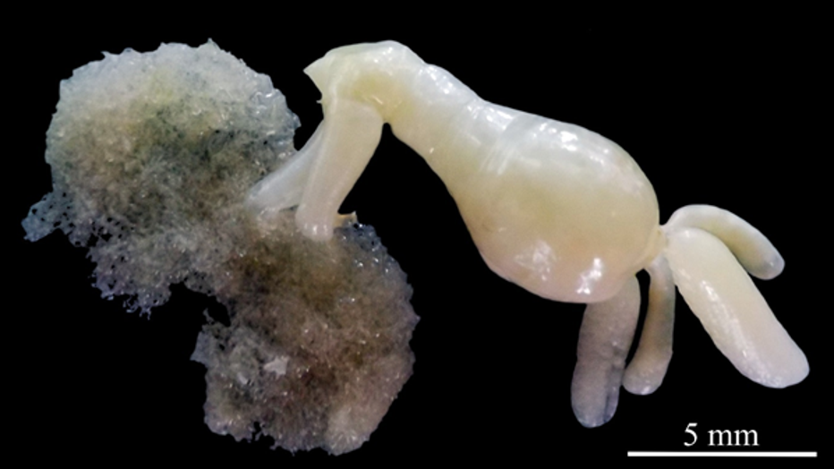 WoRMS-Top-Ten-2020-Dendrapta-nasicola.png