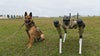 Air Force base deploys pack of robot dogs to enhance security
