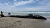 Endangered fin whale that washed ashore in San Francisco likely died from ship strike