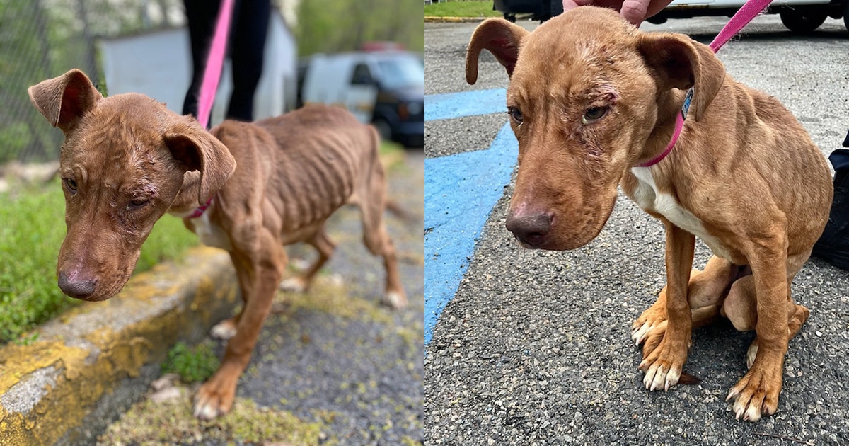 Starving, emaciated pit bull puppy rescued in Paterson | FOX 5 New York