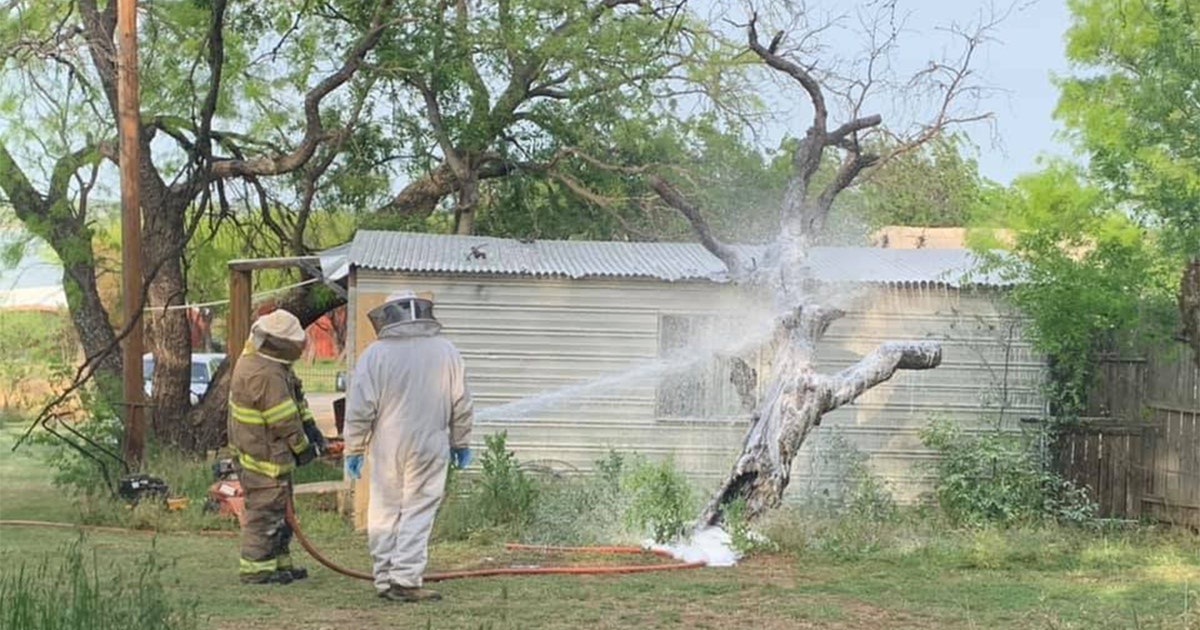 Aggressive swarm of bees attack and kill man | FOX 5 New York