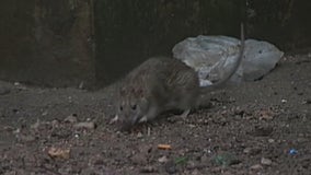 Sewer rats invade New York City as COVID restrictions ease