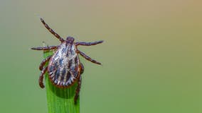 Lyme disease-carrying ticks found near beaches at equal rates as wooded areas, study says