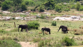 Elephants kill suspected poacher in South African national park