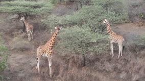 Endangered giraffes rescued from shrinking, flooded island in Kenya