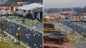 Australian suburb invaded by massive flock of cockatoos