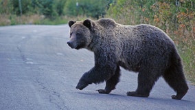 Bear pulls woman out of her tent, kills her in Montana