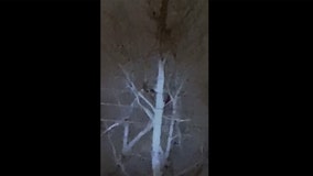 Monkey sightings reported in Cincinnati