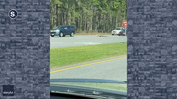 Driver narrowly avoids running over gator crossing South Carolina highway