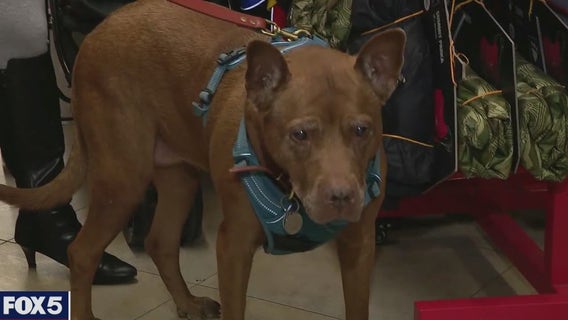 Your pets may need to adjust to post-pandemic life, too