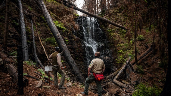 BEFORE-AND-AFTER PHOTOS: Resilient redwood forest beacon of hope for California forest