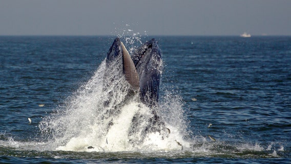 Whale-watching tours from Manhattan coming in May