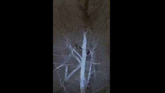 Monkey sightings reported in Cincinnati