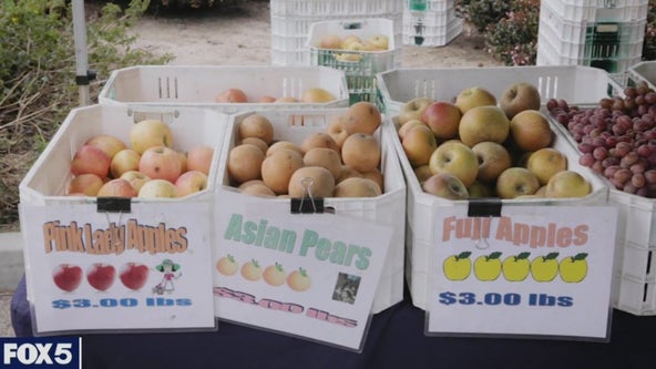 Farmlink Project fights rising food insecurity amid pandemic