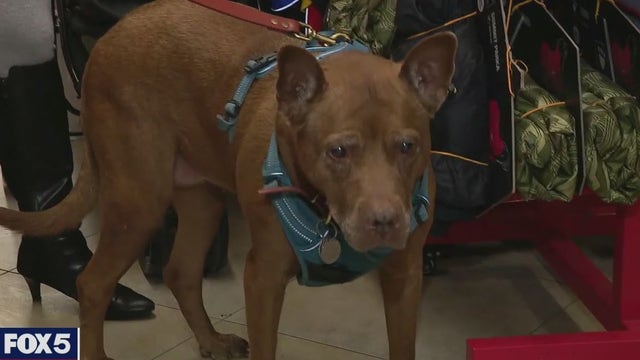 Your pets may need to adjust to post-pandemic life, too