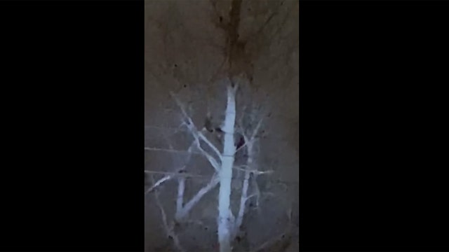 Monkey sightings reported in Cincinnati