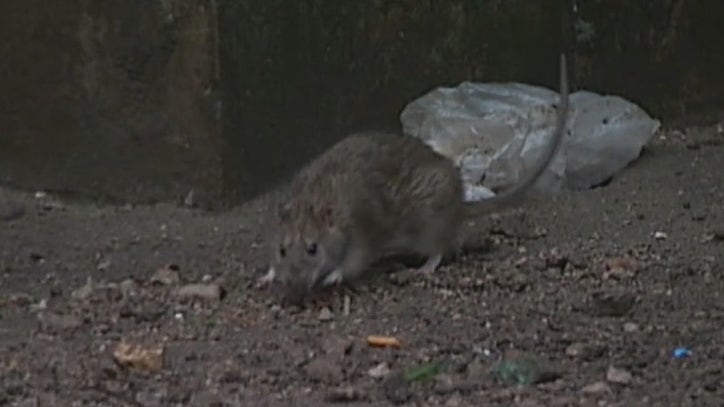 Rat complaints skyrocket in NYC as COVID restrictions ease - Vimarsana News