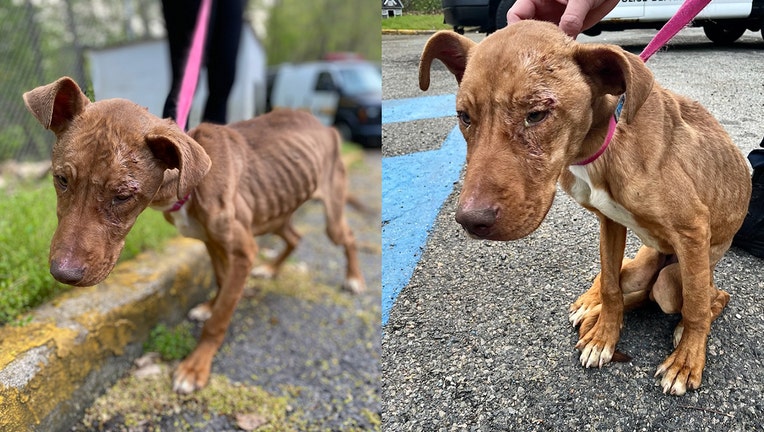 2 images of a severely emaciated light brown puppy