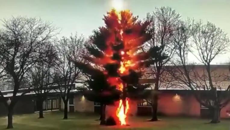 tree lightning