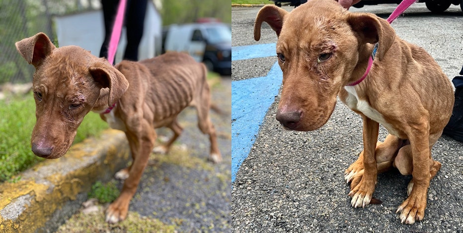 Den sandsynlige komfortabel Decode Starving, emaciated pit bull puppy rescued in Paterson