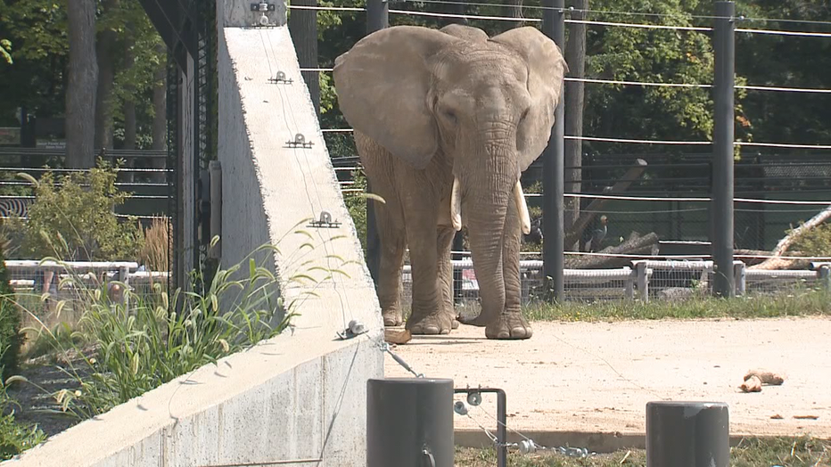 Man detained after he 'jumped into' MKE zoo's elephant enclosure