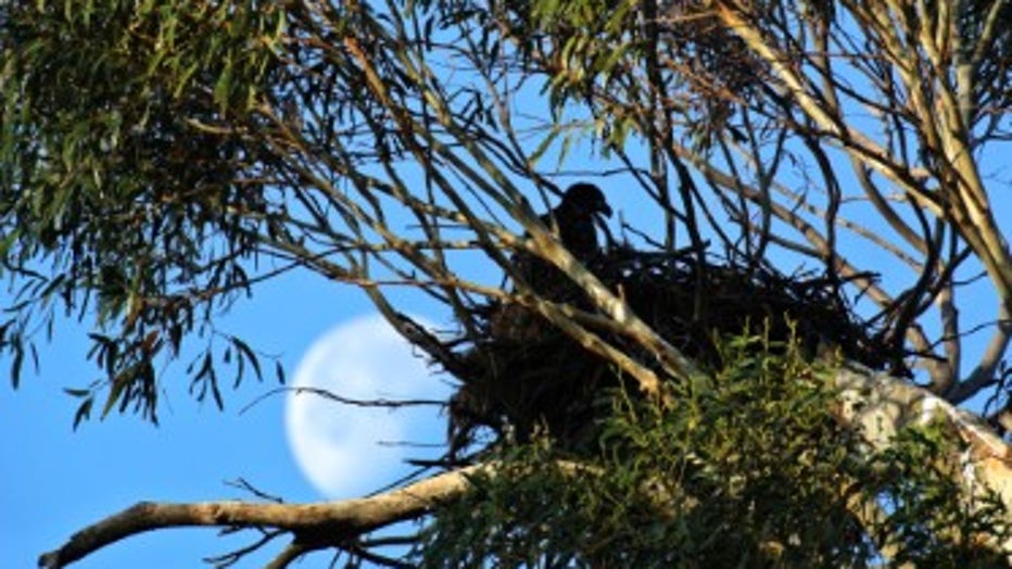 EAGLE-NEST-PHOTO-3-CREDIT-DAN-SARKA.jpg