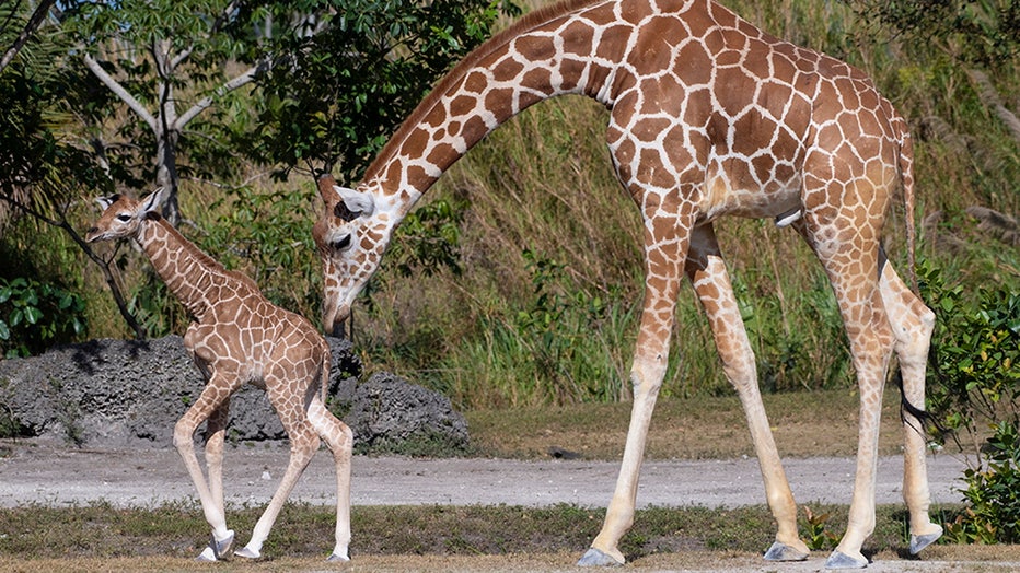 zoo-miami-baby-giraffe-ron-magill-2.jpg
