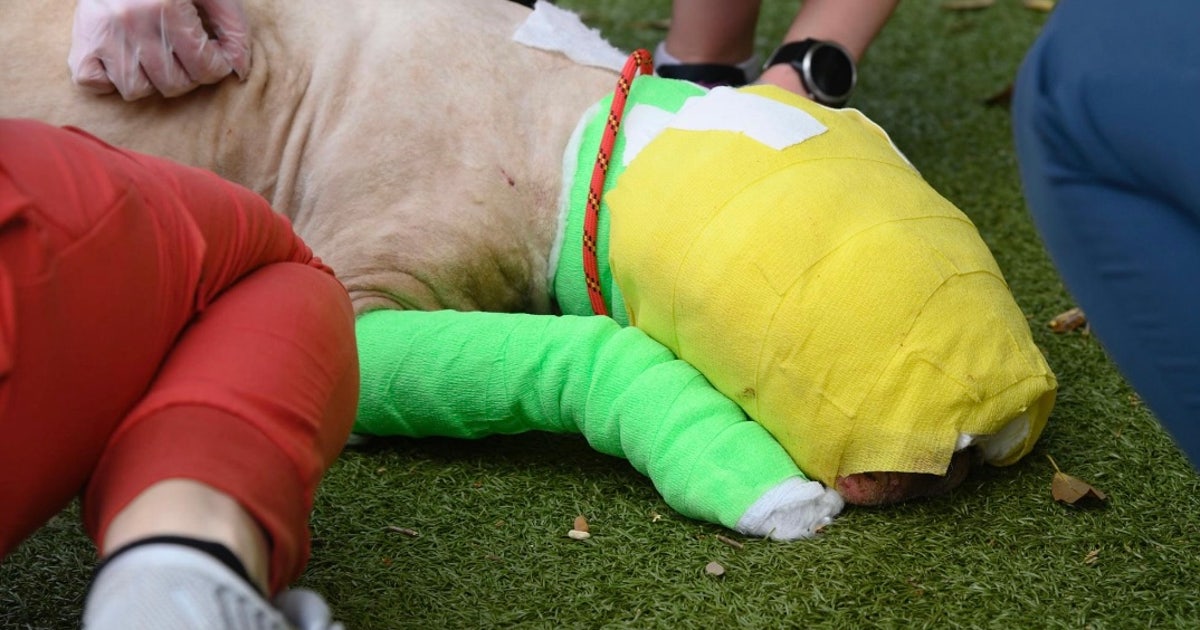 Child accused of intentionally setting dog on fire won't be charged ...