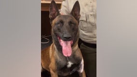 Georgia deputy demoted after K-9 officer’s death in hot car