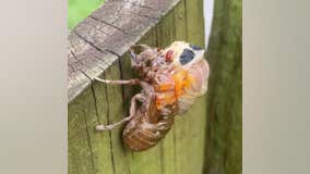 Brood X cicada molts its exoskeleton after emerging from the ground after 17 years