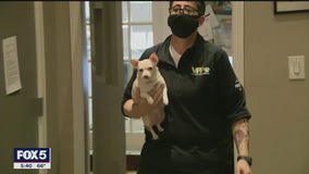 Veterinarians remain busy during pandemic