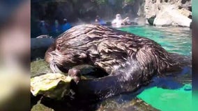 Sea otter shows off oyster-shucking skills at Oregon Zoo