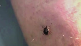 Tick populations on the rise