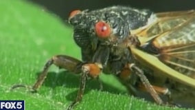 Long Island may see few cicadas this year