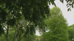 Why this allergy season may feel worse than usual